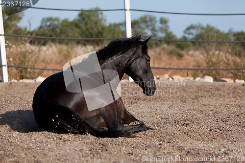 Image of caballo de pura raza menorquina prm horse outdoor rolling