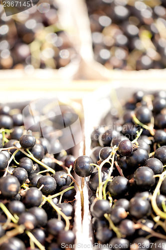 Image of healthy fresh black currant macro cloceup on market outdoor