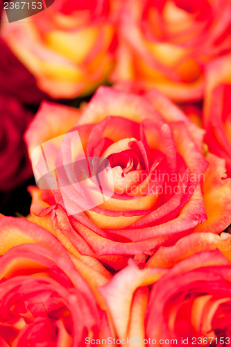 Image of colorful beautiful roses flowers macro closeup card background