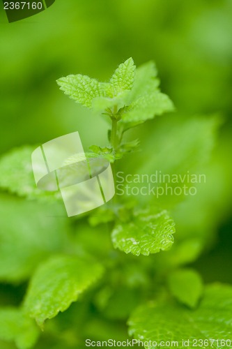 Image of fresh green aromatic mint lemon balm  peppermint macro closeup