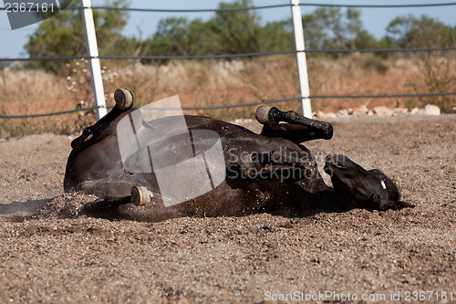 Image of caballo de pura raza menorquina prm horse outdoor rolling