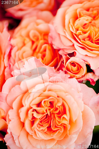 Image of colorful beautiful roses flowers macro closeup card background