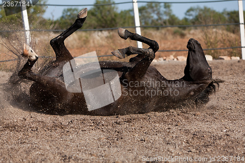 Image of caballo de pura raza menorquina prm horse outdoor rolling