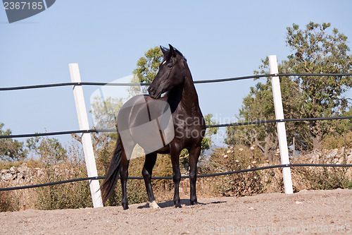 Image of caballo de pura raza menorquina prm horse outdoor rolling