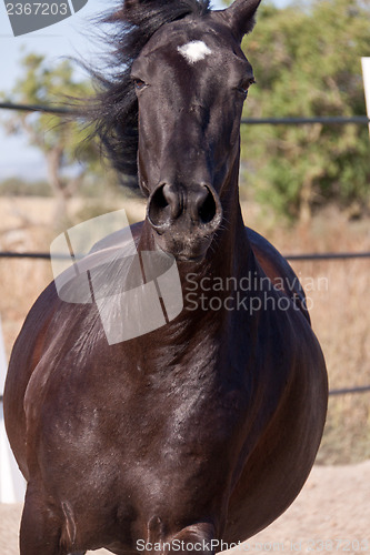 Image of caballo de pura raza menorquina prm horse outdoor rolling