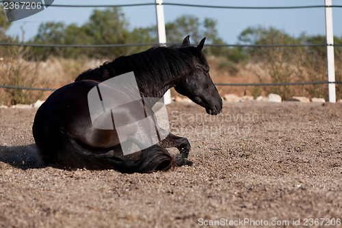 Image of caballo de pura raza menorquina prm horse outdoor rolling