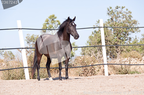 Image of caballo de pura raza menorquina prm horse outdoor rolling