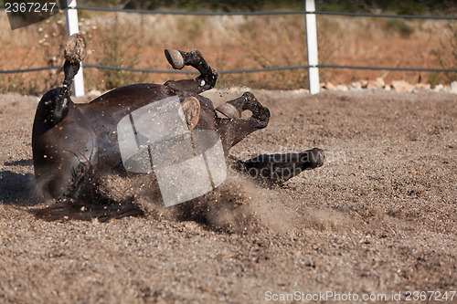 Image of caballo de pura raza menorquina prm horse outdoor rolling