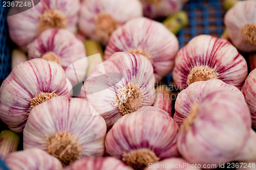 Image of group of purple white garlic in basket macro