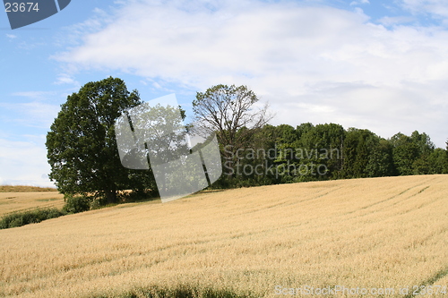 Image of Harvest