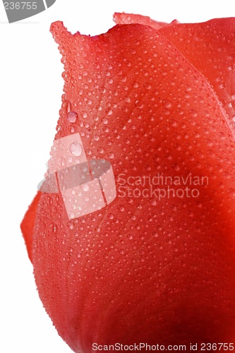 Image of Rose Close Up