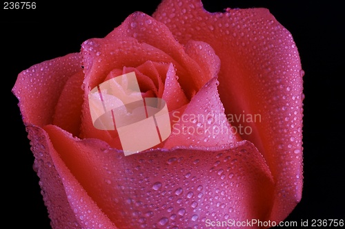 Image of Rose Close Up