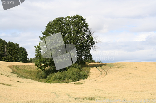 Image of Harvest