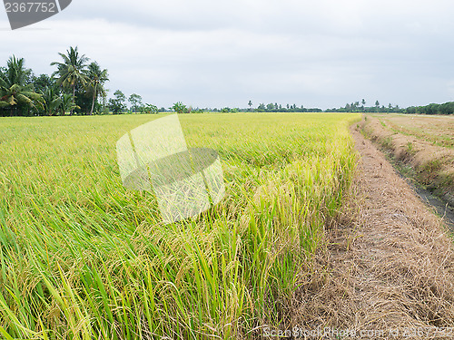 Image of paddy rice