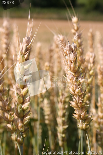 Image of Harvest