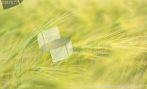 Image of macro ears of wheat