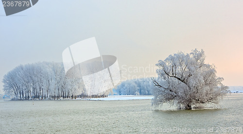 Image of winter trees covered with frost