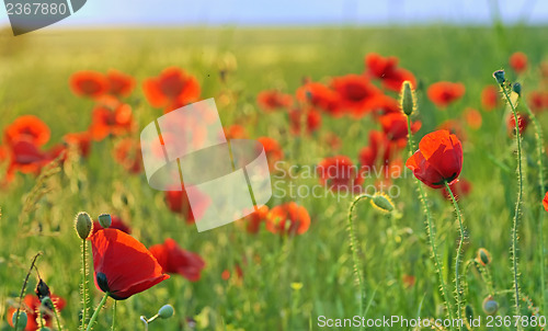 Image of a poppy field close-up