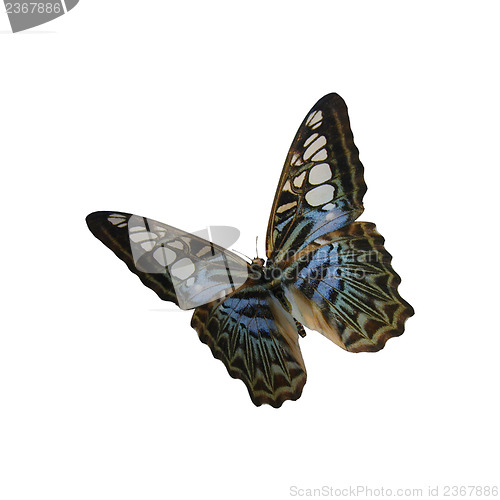 Image of Blue Clipper Butterfly