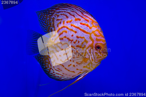 Image of Pompadour Fish