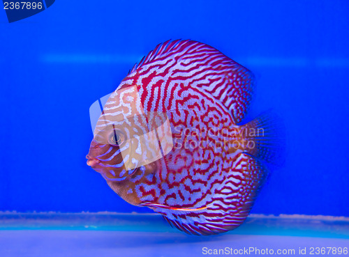 Image of Pompadour Fish