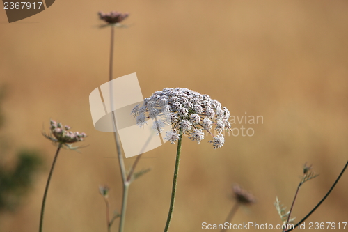 Image of Queen Annes Lace
