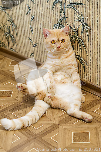 Image of Sitting cat