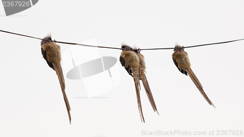 Image of Speckled Mousebird hanging on wire