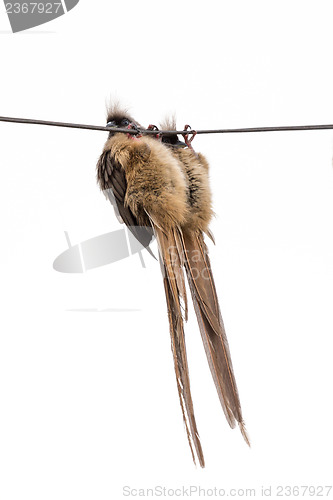 Image of Speckled Mousebird hanging on wire