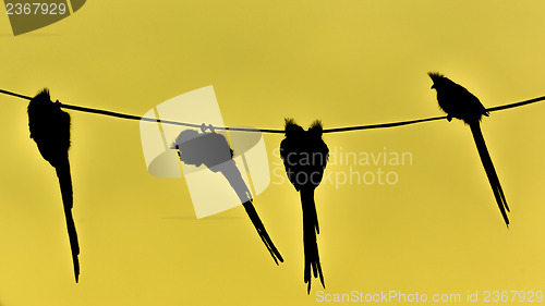 Image of Speckled Mousebird hanging on wire