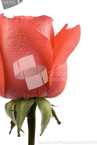 Image of Pink Rose