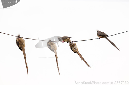 Image of Speckled Mousebird hanging on wire