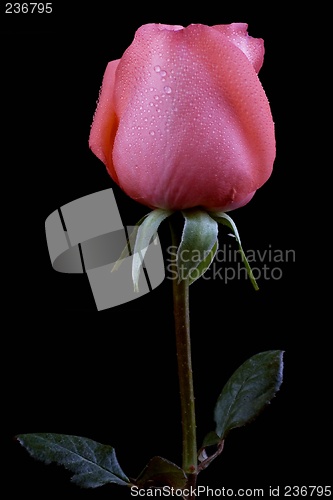 Image of Pink Rose