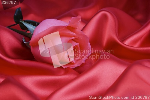 Image of Rose with silk