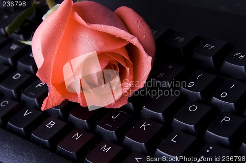 Image of Rose On Computer Keyboard