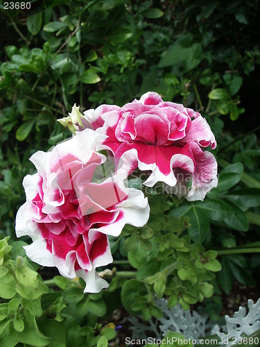 Image of Double Petunia