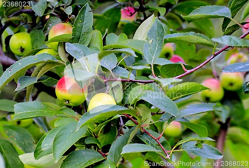 Image of  beautiful apples