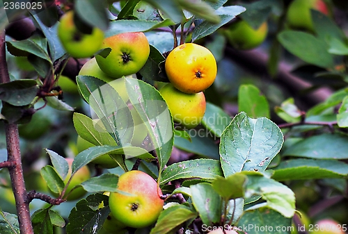 Image of  beautiful apples