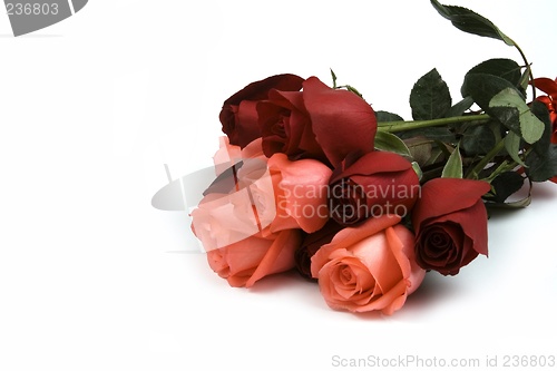 Image of Pink And Red Rose