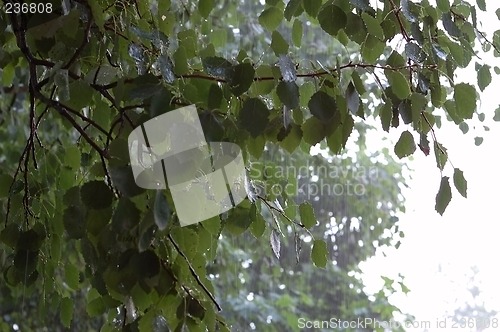 Image of birch on rain