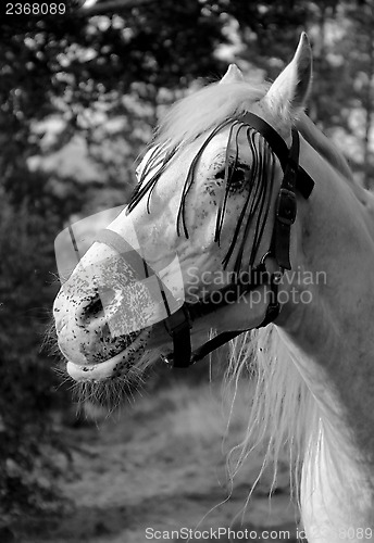 Image of 28 yrs old Arabian horse - still smiling