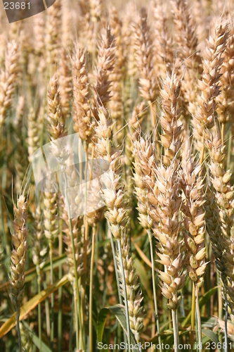 Image of Harvest