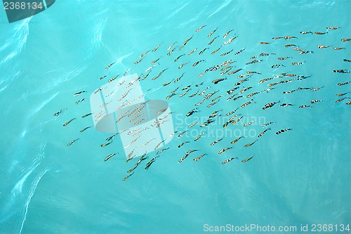 Image of Fishes gobies near sea surface