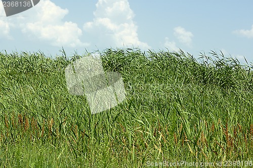 Image of Overgrown thick cane