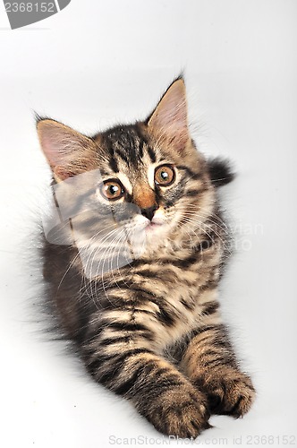 Image of little kitten looking up