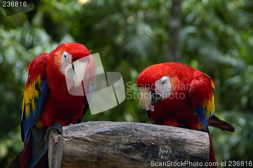 Image of Two Macaws