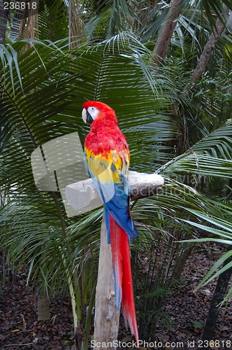 Image of A Macaw