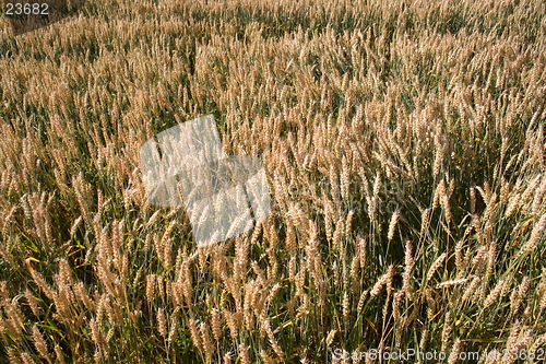 Image of Harvest
