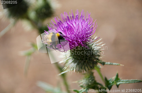 Image of Bumble bee searching for nectar on a thistle