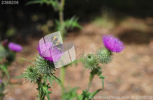 Image of Bumblebee on Scottish emblem, the thistle